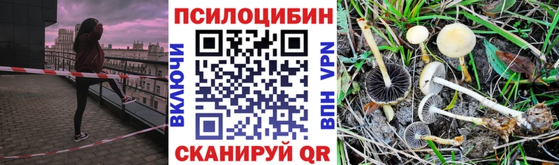 Галлюциногенные грибы Psilocybe  Купить закладки  Рыбное 
